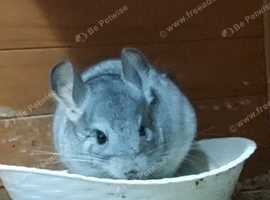 Male chinchilla for sale