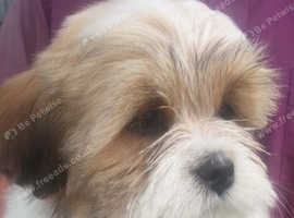 Lhasa apso puppies