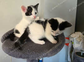 2 kittens for sale boy & girl