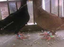 Fancy pigeons