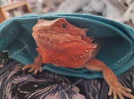 Meet the bearded dragons of a Pine Island rescue