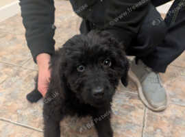 Bernedoodle