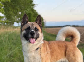 Looking for a new family member