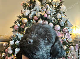 Beautiful Cavapoo puppy's ready for their new homes