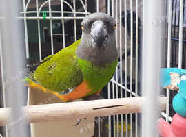 Senegal parrot