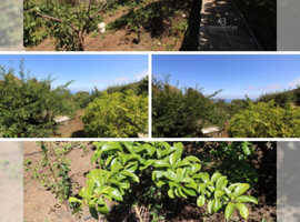 green freedom sustainable community