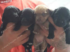 Dachhound x patterdale