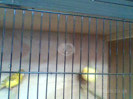for sale hen canaries x 2