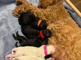 Toy Poodle Puppies - Pure Breed