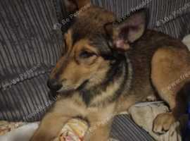 Gsd x husky 7 months old