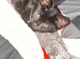 Male kitten