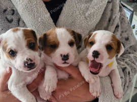 Parson Russell terrier
