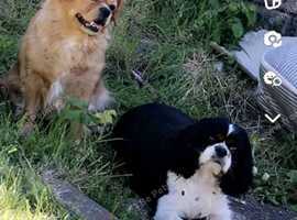 King Charles and a King Charles crossed by a pug