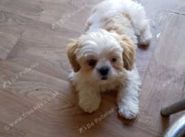 Beautiful male puppy