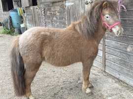 MINIATURE SPOTTED FILLY BSpPS REGISTERED