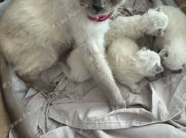 Ragdoll Kittens