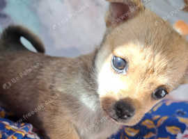 Pomchi 9 weeks old for sale.