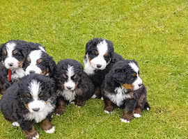 Bernese Mountain dog pups