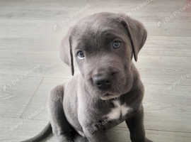 7 beautiful 3 week old cane corsos
