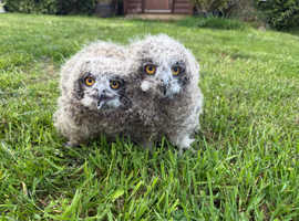 Mackinders Eagle Owls