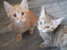 Russian kurilian bobtail cross