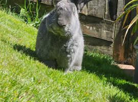 Rusian Blue Giant