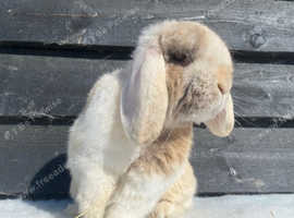 Handsome harlequin buck for sale!