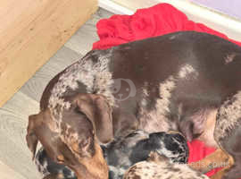 Smooth Dachshund puppies for sale