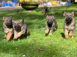 Chunky German Shepherd puppies