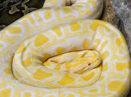 anyone giving away any pythons or boas?