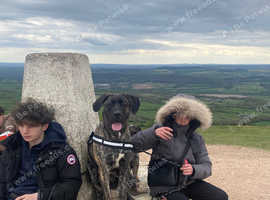 Rehome cane corso