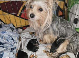 Playful Morkie Puppies ( 1 male )
