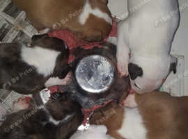 English bull terrier puppies