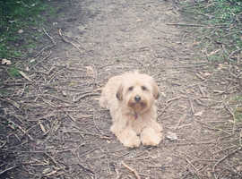 Female Tibetan terrier