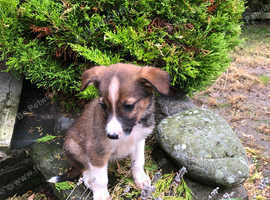 Welsh sheepdog pups