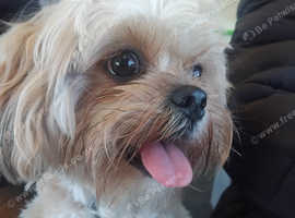 Male shih tzus