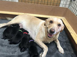 5 Labrador Pups, taking viewings now
