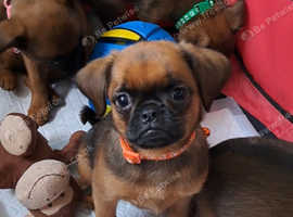 Beautiful kc reg griffon babies ready to leave