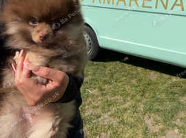 Tiny choc and tan Pom