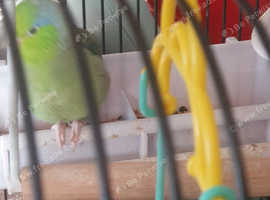 Male parrotlet
