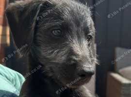 1 Beddy whippet boy PRICE REDUCED