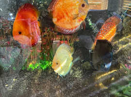 5 Discus for sale