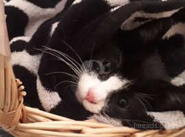 Black and white kitten. 3months