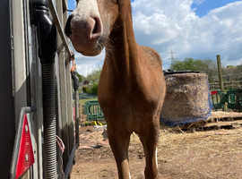 Arabian high % Part-bred Colt
