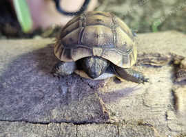 Mediterranean spur thigh tortoise hatchlings