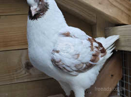 King pigeon cock