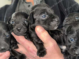 Patterjack puppies for sale