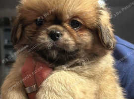 Tibetan spaniels