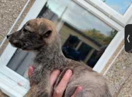1 females left, Bennington bull greyhound x wheaten x deerhound x greyhound message for details