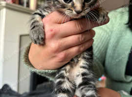 4 long haired kittens boys/girls